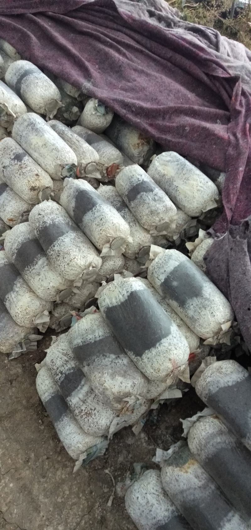 持续发货中，需要的抓紧！