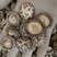 新货茶花菇干香菇花菇干蘑菇精选茶花菇土特产