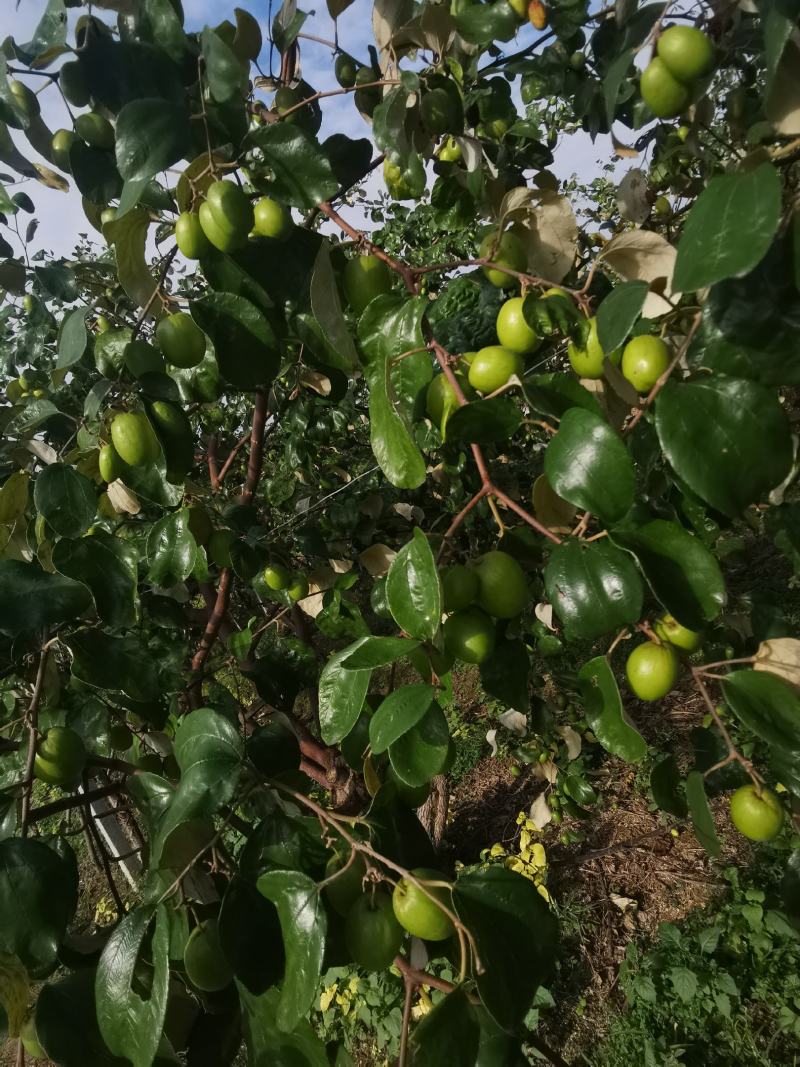 青枣苗