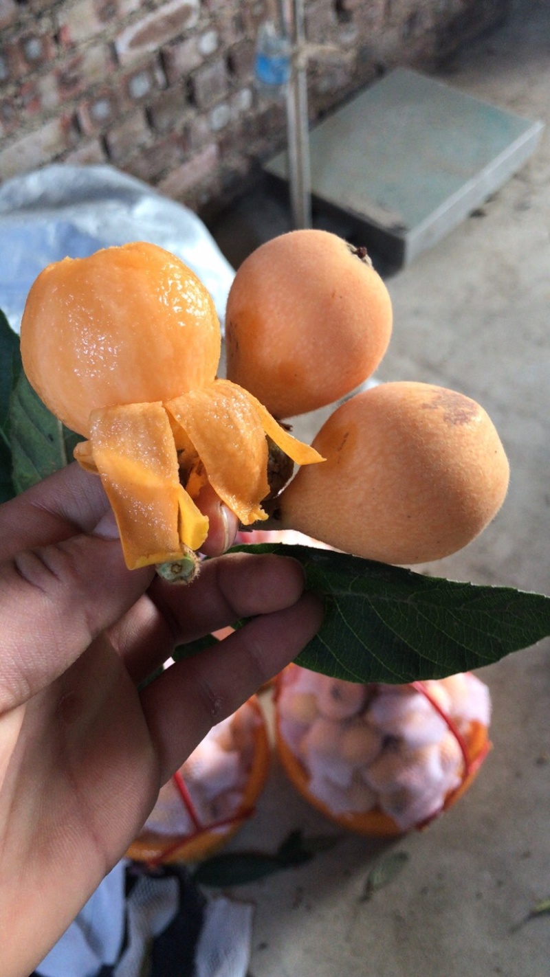 高山早熟枇杷