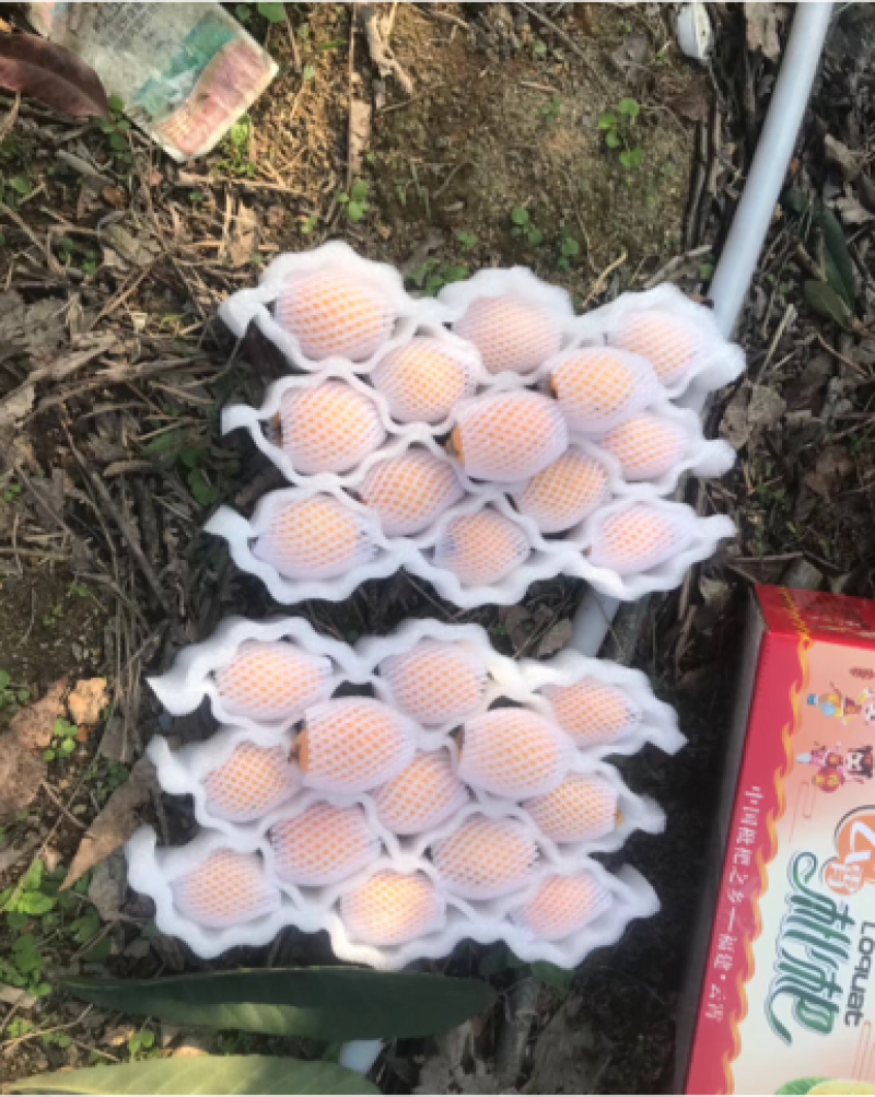 高山早熟枇杷