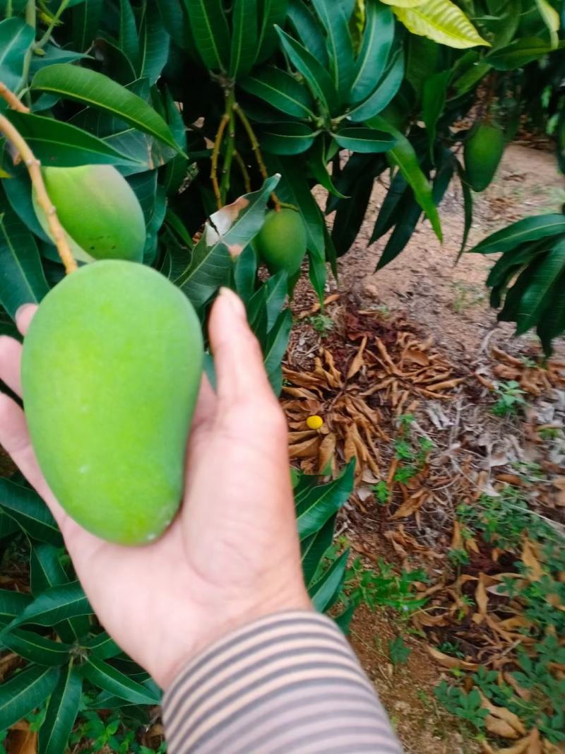 海南小台芒代发代办需要的请联系大量现货供应代发