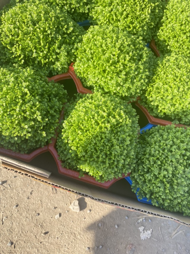 绿地球长绿蕨类植物基地发货，需要老板联系