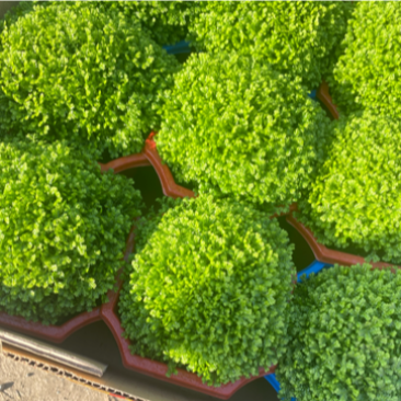绿地球长绿蕨类植物基地发货，需要老板联系