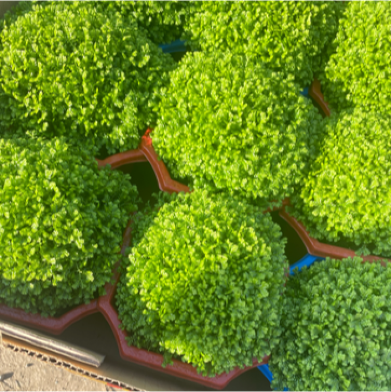 绿地球长绿蕨类植物基地发货，需要老板联系