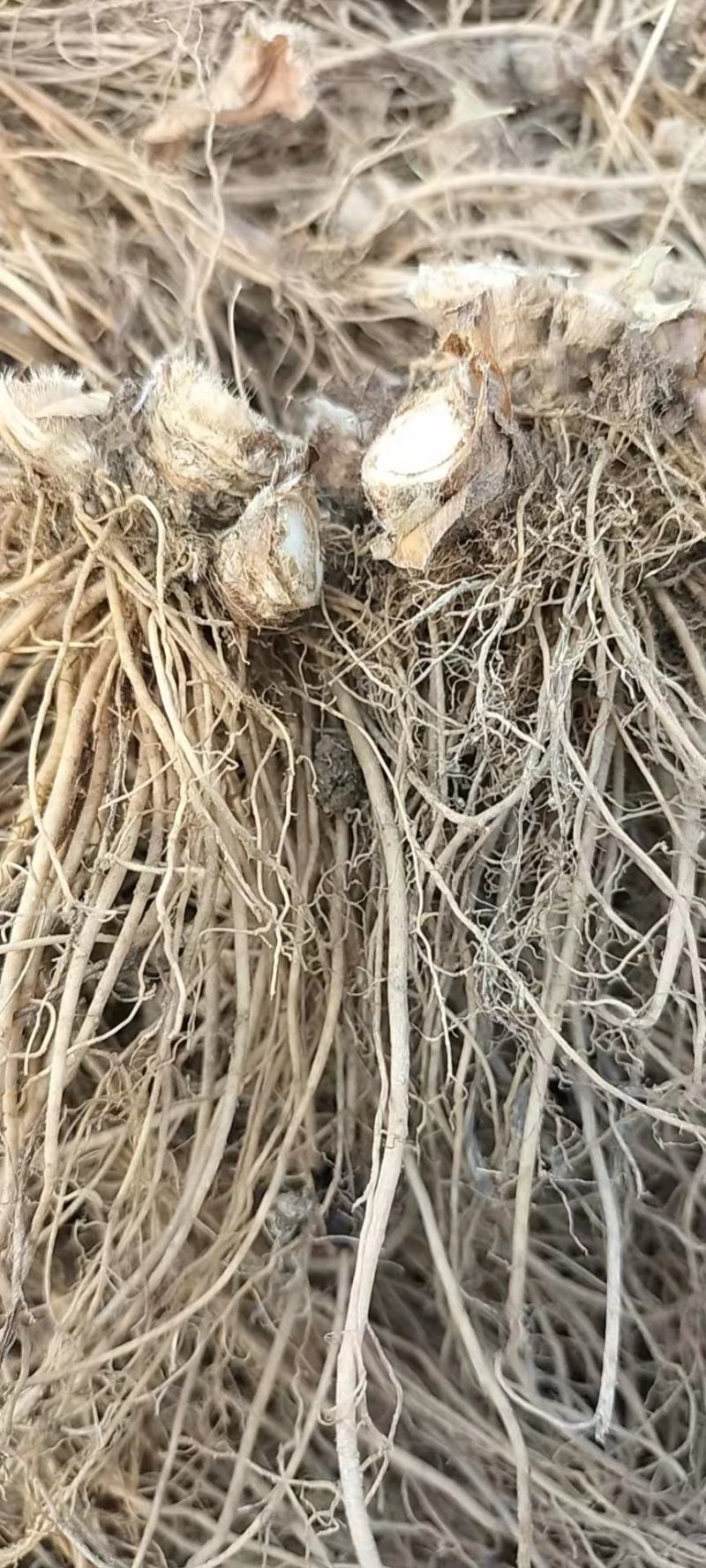 地胆头别名苦地胆，天芥菜，常年供应新鲜发货