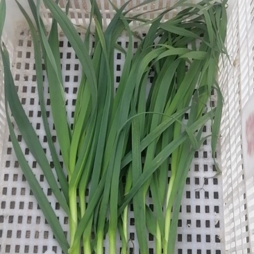 福建蒜苗