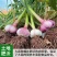 【一件代发】云南25年湿鲜大蒜紫皮蒜独头蒜3/5/10斤