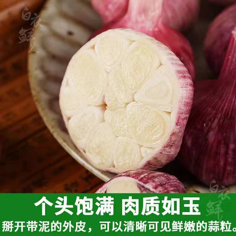 【一件代发】云南25年湿鲜大蒜紫皮蒜独头蒜3/5/10斤