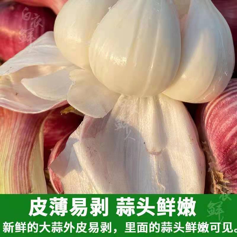 【一件代发】云南25年湿鲜大蒜紫皮蒜独头蒜3/5/10斤