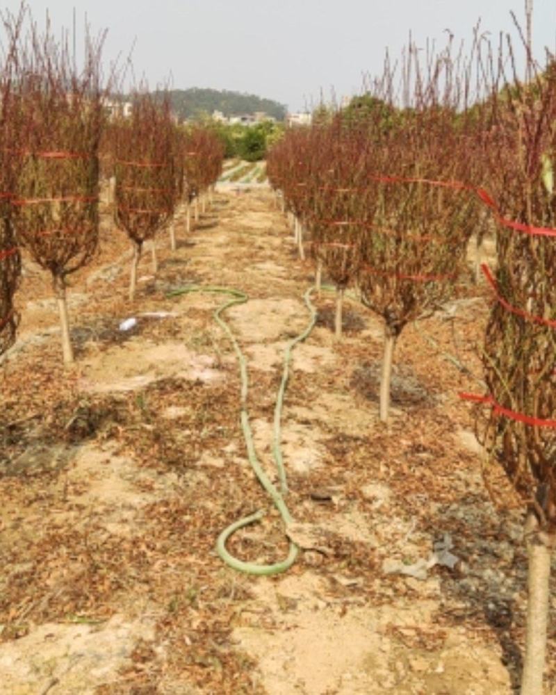 广州市白云区桃花基地，种植各种规格桃花。