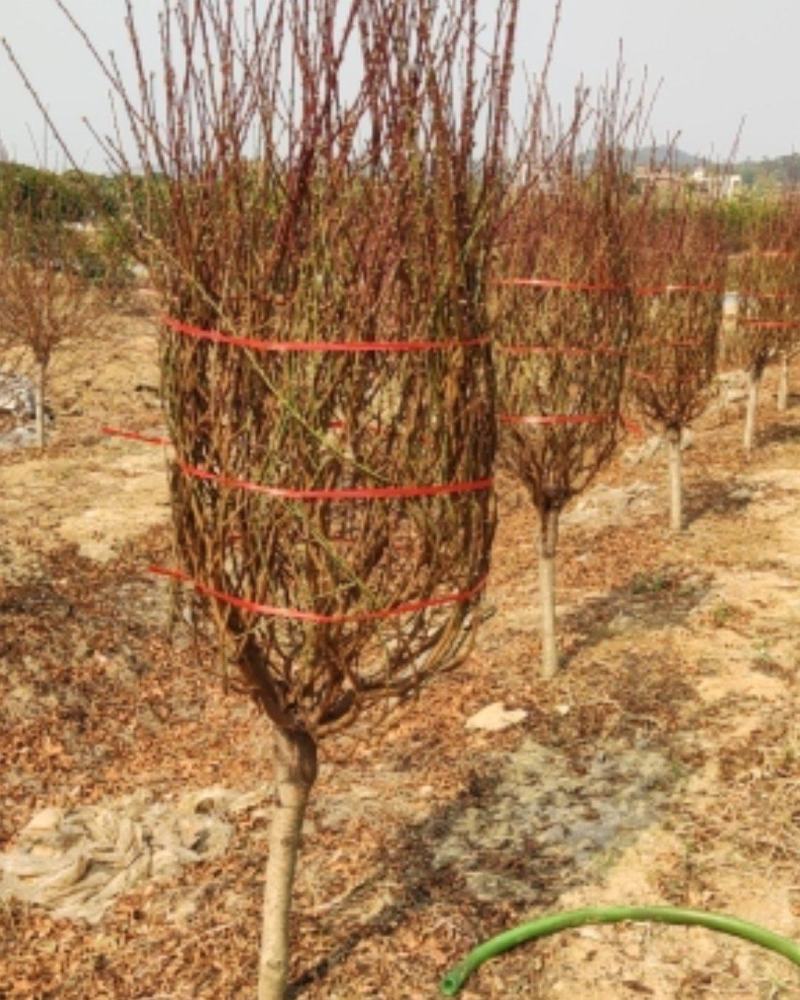 广州市白云区桃花基地，种植各种规格桃花。