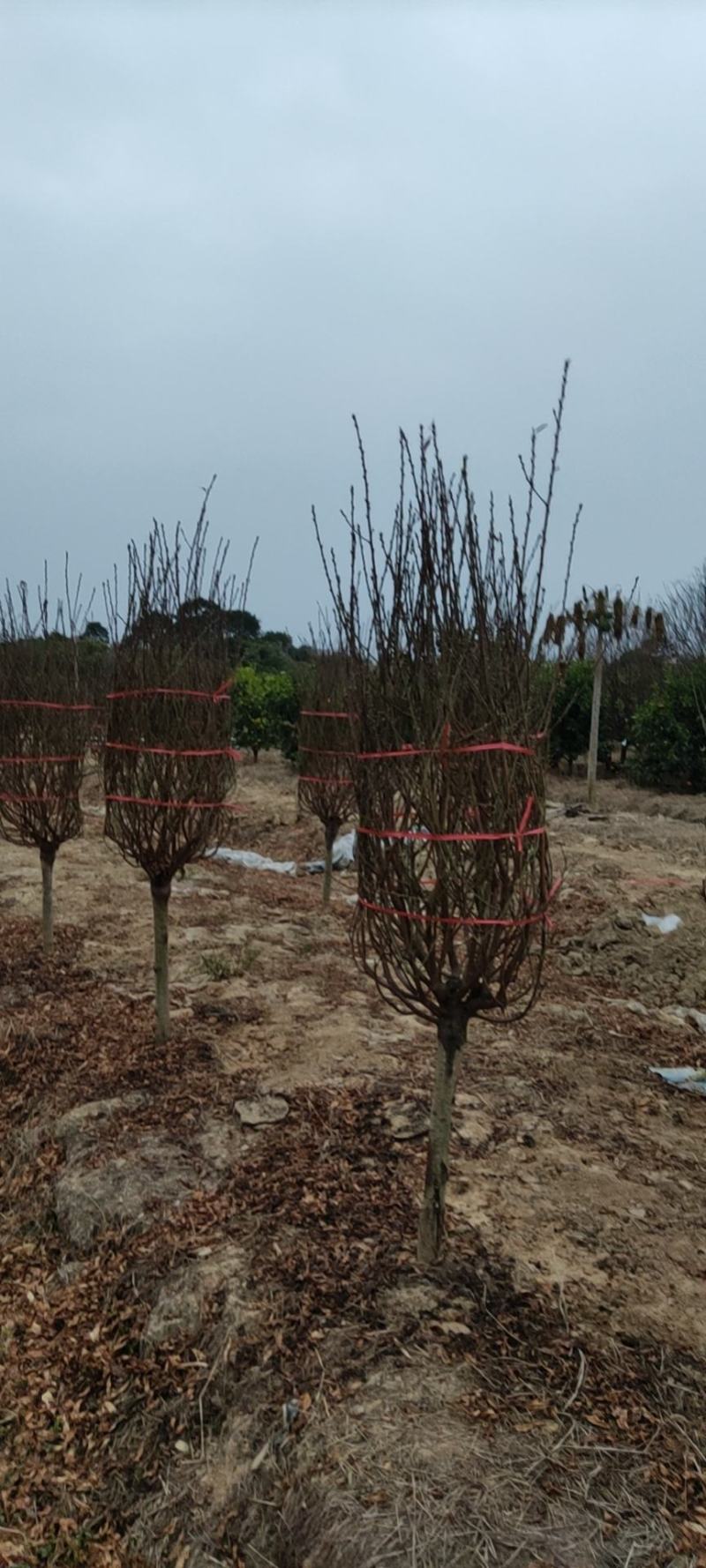 广州市白云区桃花基地，种植各种规格桃花。