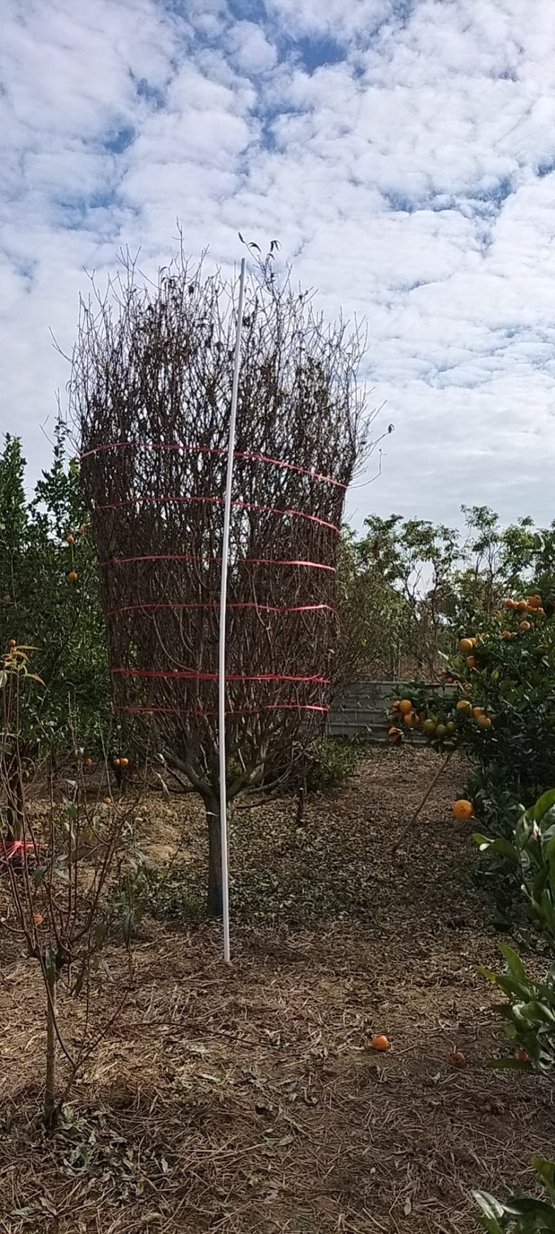 广州市白云区桃花基地，种植各种规格桃花。