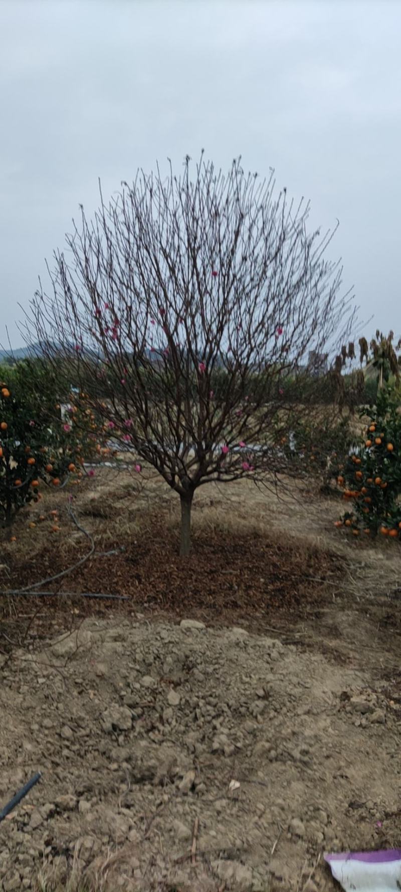 广州市白云区桃花基地，种植各种规格桃花。