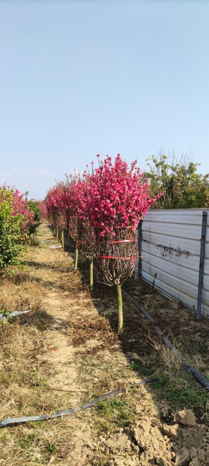 广州市白云区桃花基地，种植各种规格桃花。