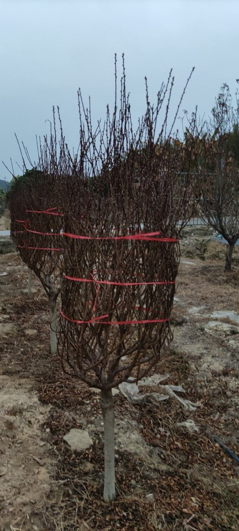广州市白云区桃花基地，种植各种规格桃花。