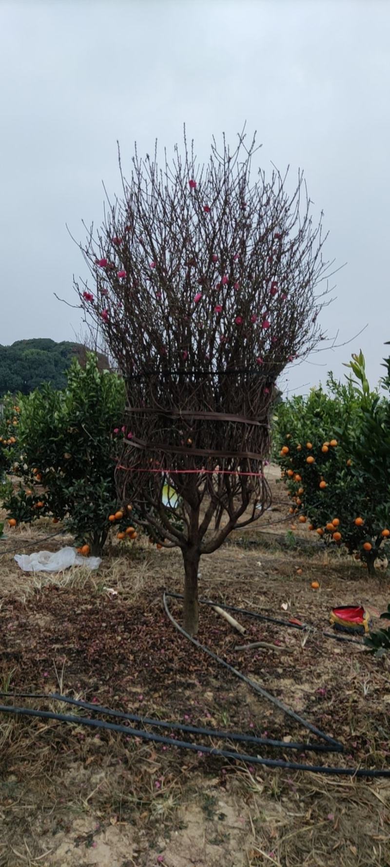 广州市白云区桃花基地，种植各种规格桃花。