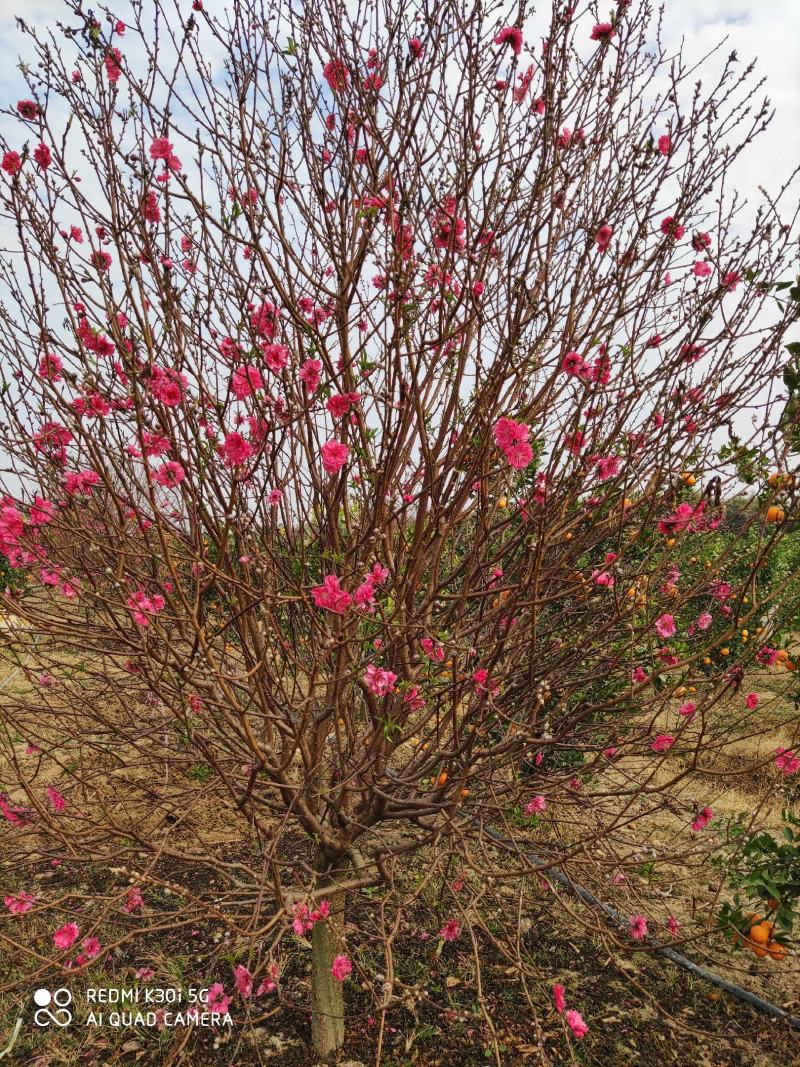 广州市白云区桃花基地，种植各种规格桃花。
