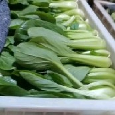 上海青蔬菜基直供，代办