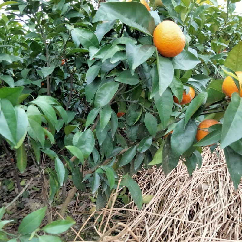 沃柑苗，新苗苗普通沃柑，杯苗三年移栽苗杯苗存活率保障