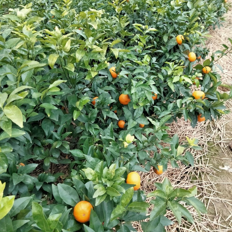 沃柑苗，新苗苗普通沃柑，杯苗三年移栽苗杯苗存活率保障