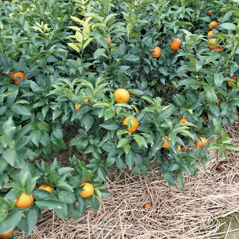 沃柑苗，新苗苗普通沃柑，杯苗三年移栽苗杯苗存活率保障