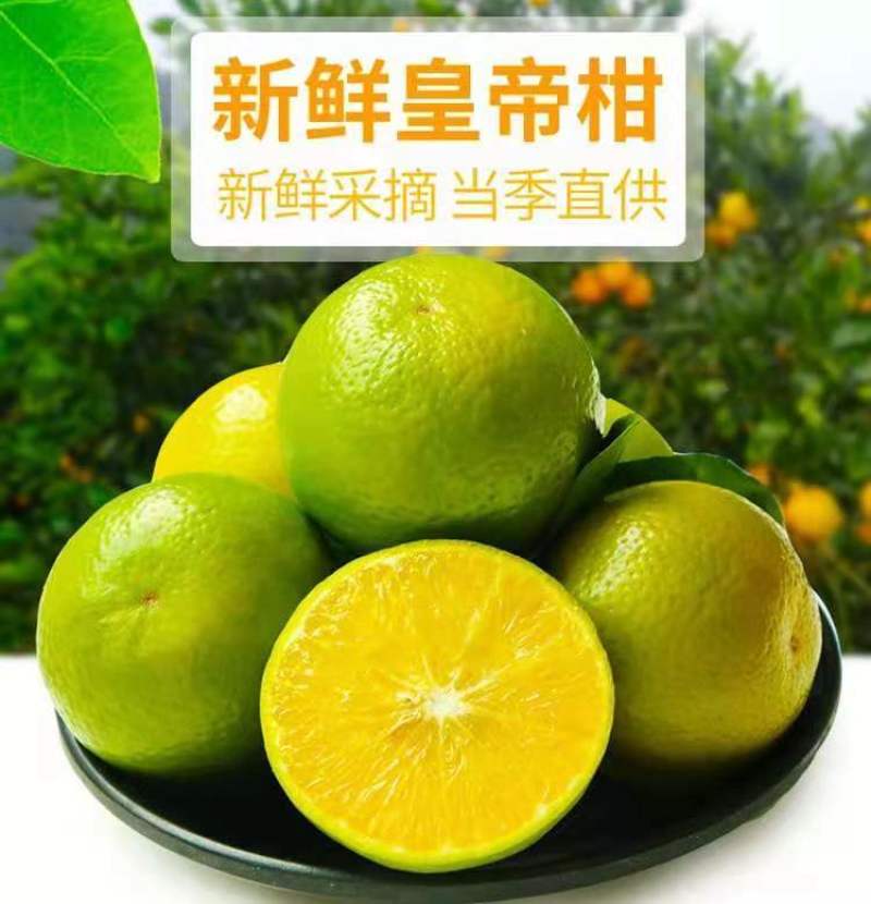 皇帝柑