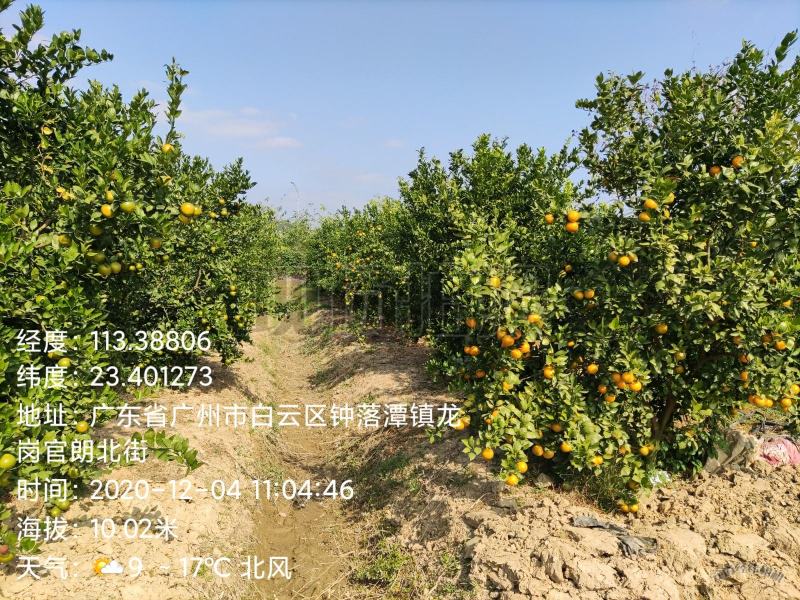 皇帝柑