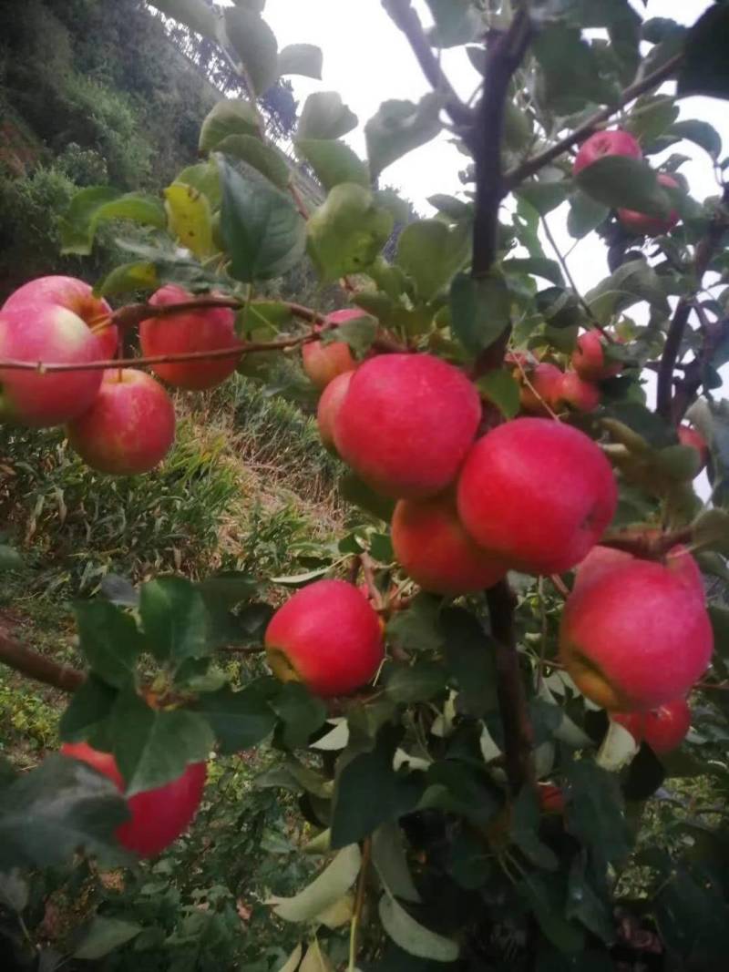 下架精品特大寒富苹果，果个精品，颜色鲜艳，口感香甜，产地