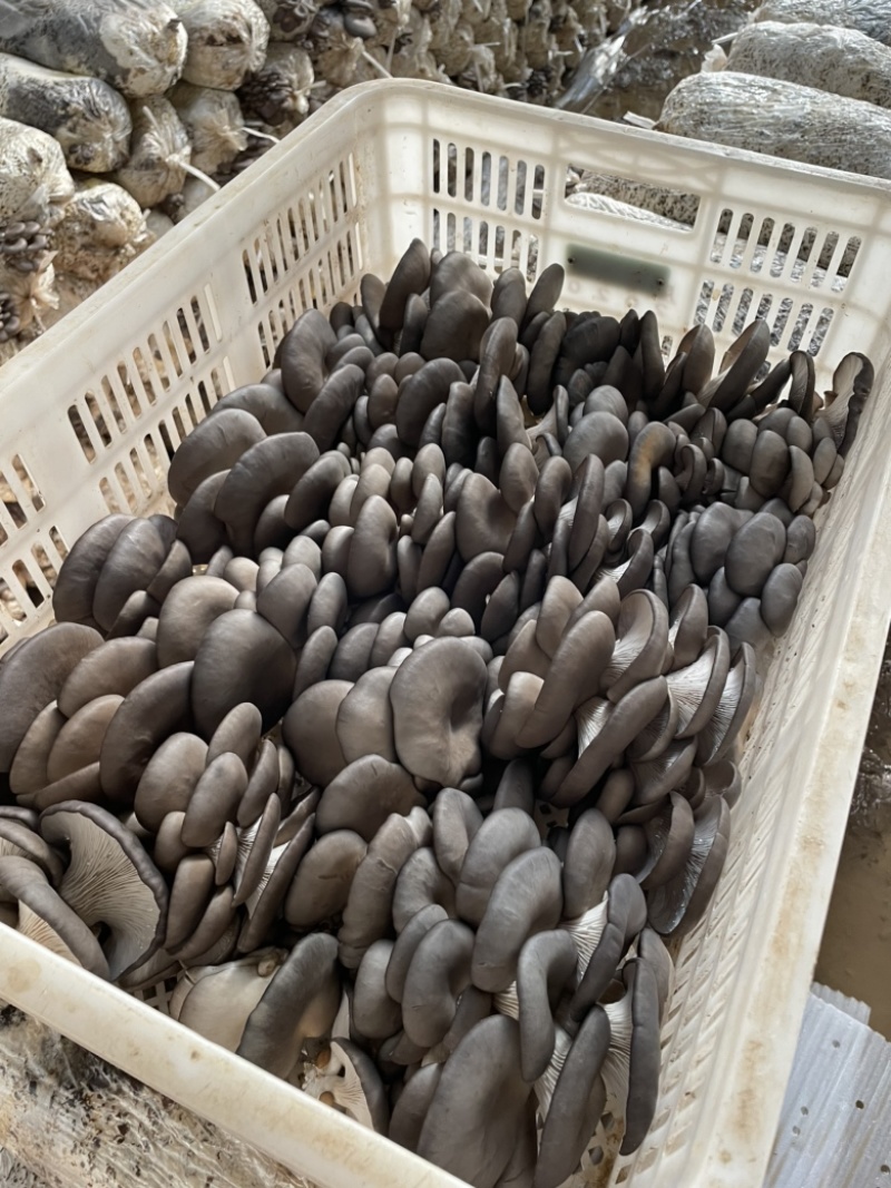 山东小叶黑平菇蘑菇产地直发直供市场商超电商