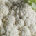 《实力商家》有机花松花菜，量大从优，可全国发货，价格合理