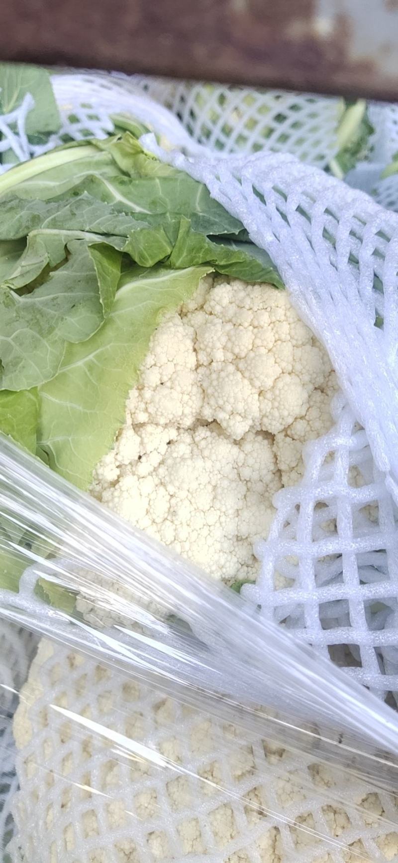 《实力商家》有机花松花菜，量大从优，可全国发货，价格合理
