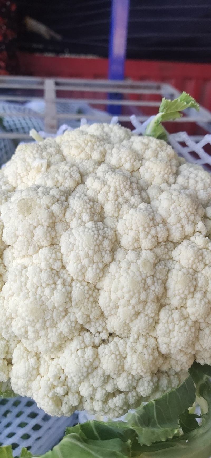 《实力商家》有机花松花菜，量大从优，可全国发货，价格合理