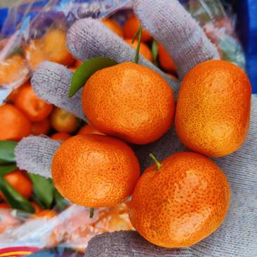 【优质】广西砂糖橘，中果打蜡，薄皮口感纯甜无渣，质量保障
