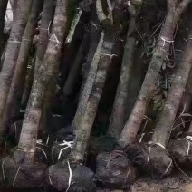 占地12公分，15公分到20公分补偿垃圾桂花树