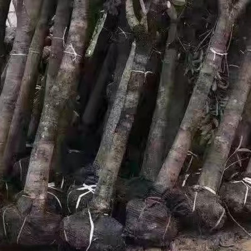 占地12公分，15公分到20公分补偿垃圾桂花树