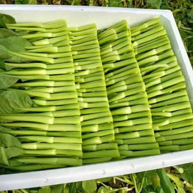 精品菜苔精品菜心价钱优惠质量保障量大从优