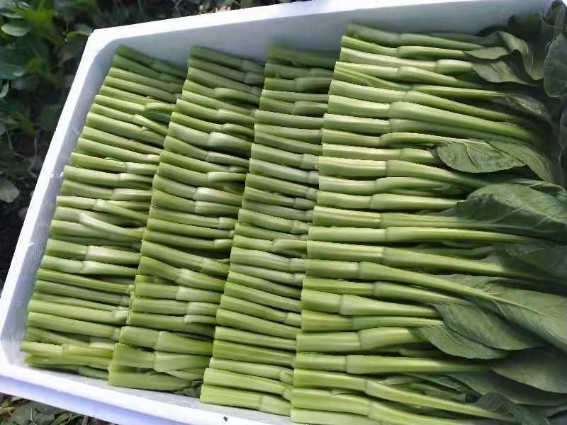 精品菜苔精品菜心价钱优惠质量保障量大从优