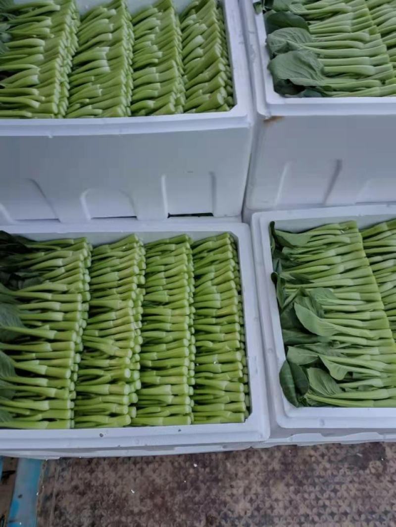 精品菜苔精品菜心价钱优惠质量保障量大从优