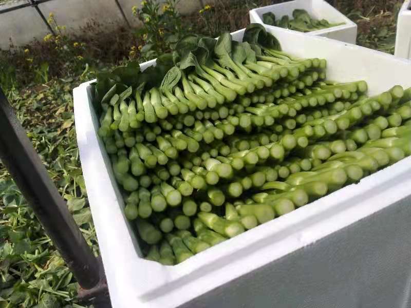 精品菜苔精品菜心价钱优惠质量保障量大从优