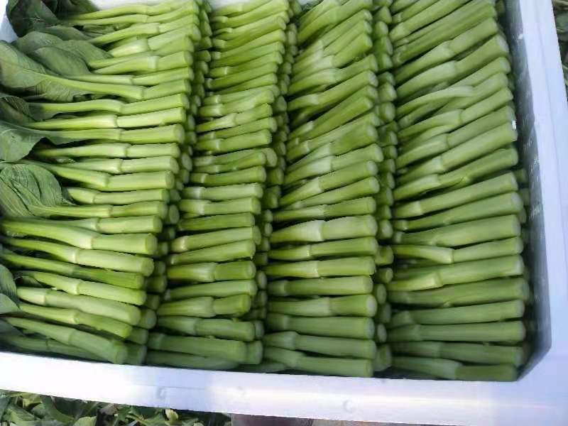 精品菜苔精品菜心价钱优惠质量保障量大从优