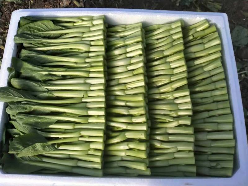 精品菜苔精品菜心价钱优惠质量保障量大从优