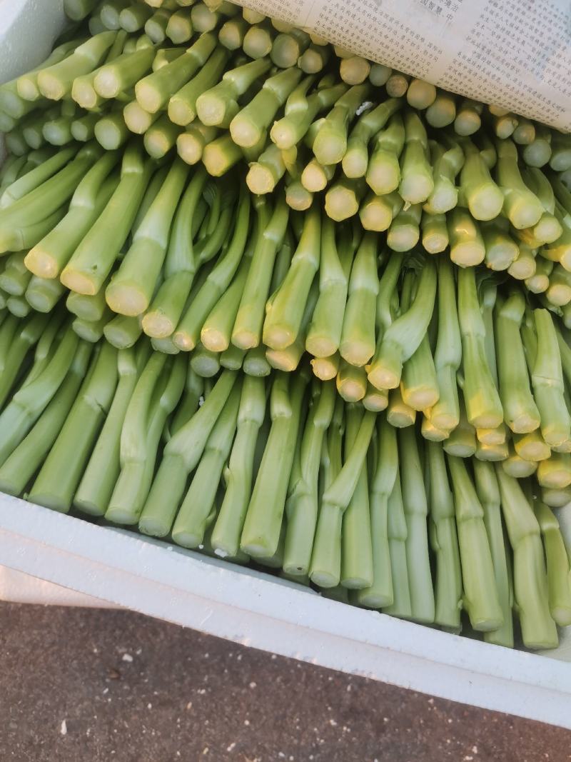 精品菜苔精品菜心价钱优惠质量保障量大从优