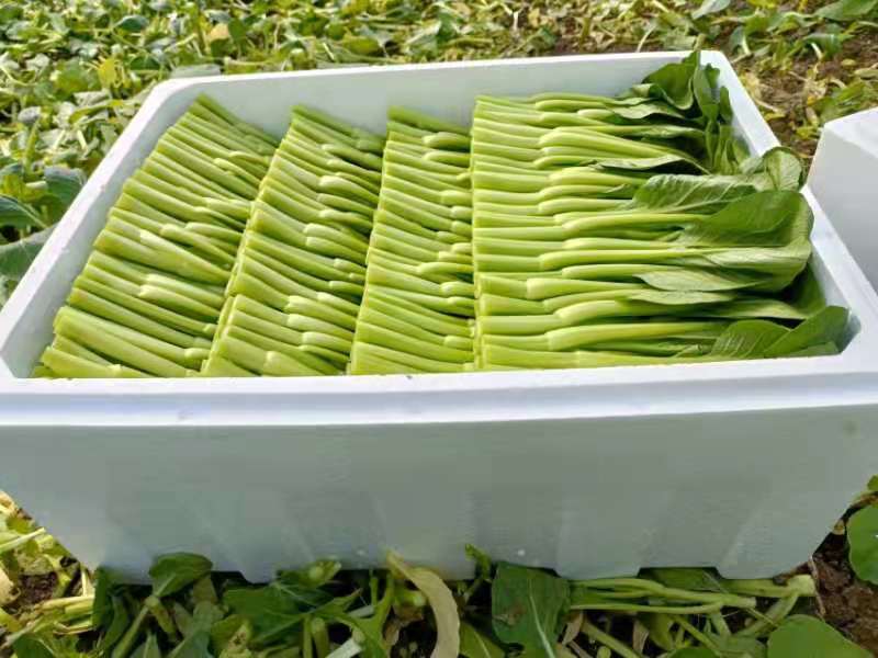 精品菜苔精品菜心价钱优惠质量保障量大从优