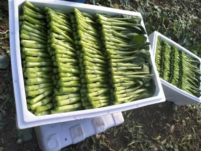精品菜苔精品菜心价钱优惠质量保障量大从优