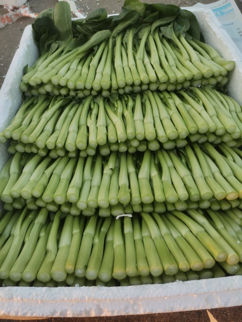 精品菜苔精品菜心价钱优惠质量保障量大从优