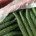陕西省，渭南市，大荔，沙底，新鲜大棚黄瓜，量大丛优。黄瓜