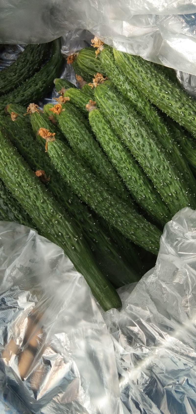 陕西省，渭南市，大荔，沙底，新鲜大棚黄瓜，量大丛优。黄瓜