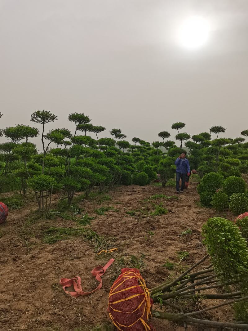 造型女贞树、小叶女贞造型树基地